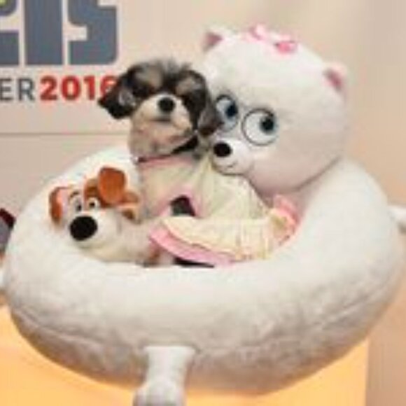 ***Not For Sale: In Search of: Gidget Secret Life of Pets- Pet Bed - Picture 4 of 4